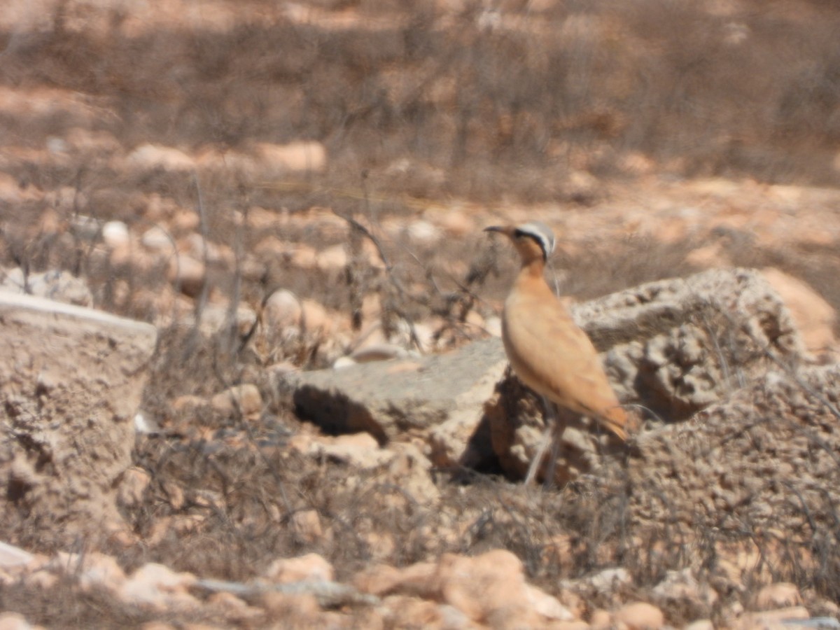 Cream-colored Courser - ML620208188