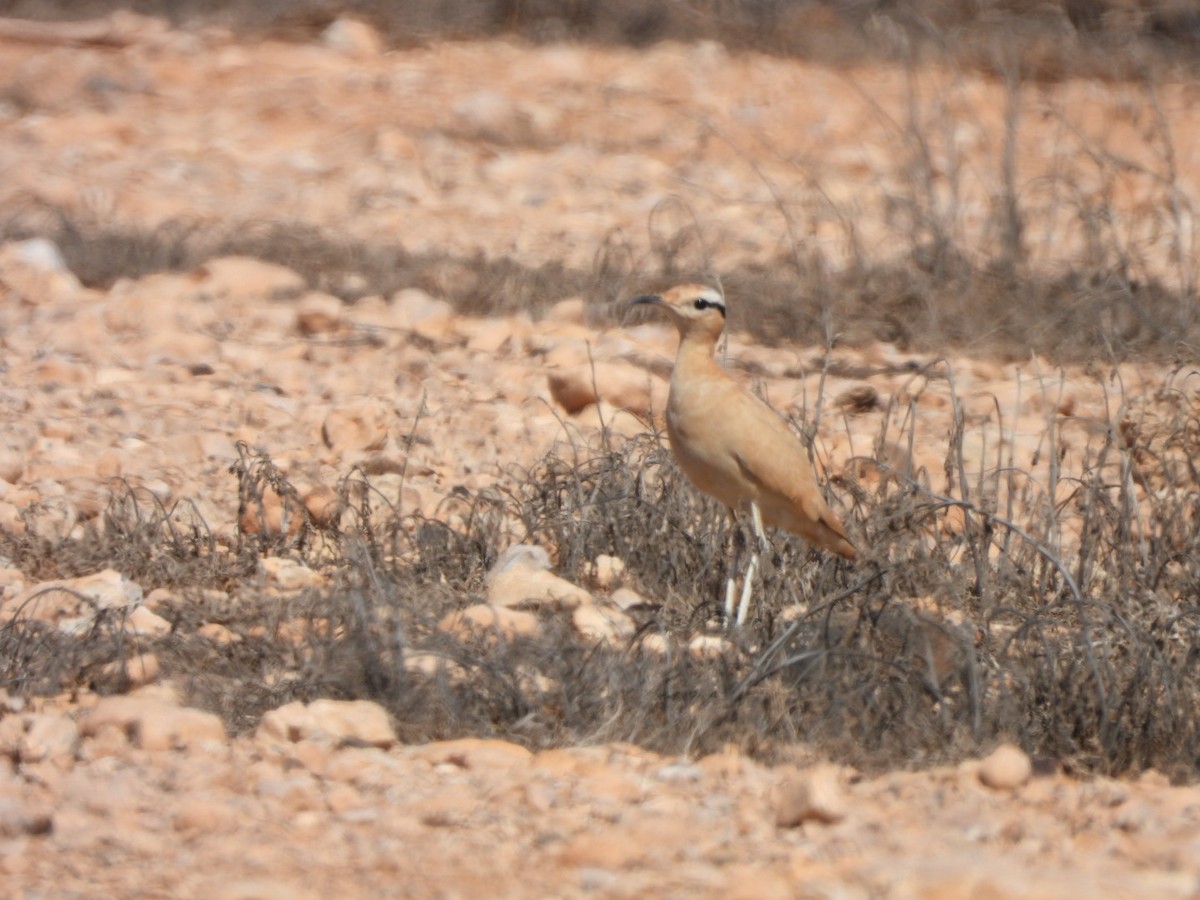 Cream-colored Courser - ML620208189