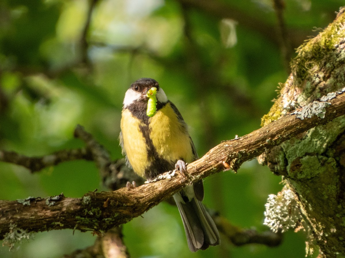 Great Tit - ML620208195