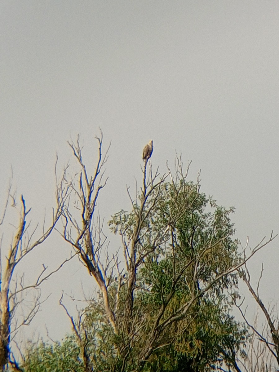 White-tailed Eagle - ML620208198