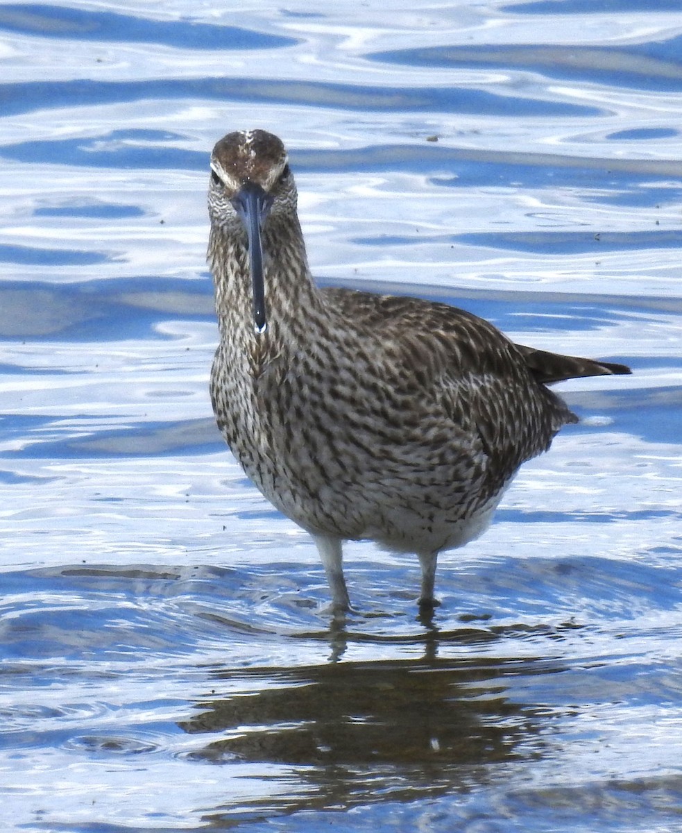 Whimbrel - ML620208200