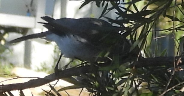 Noisy Friarbird - ML620208202