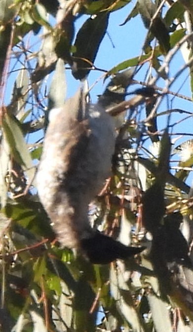 Noisy Friarbird - ML620208203