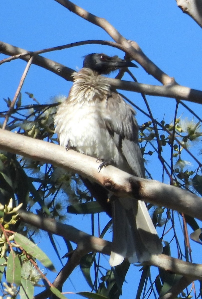 Noisy Friarbird - ML620208204