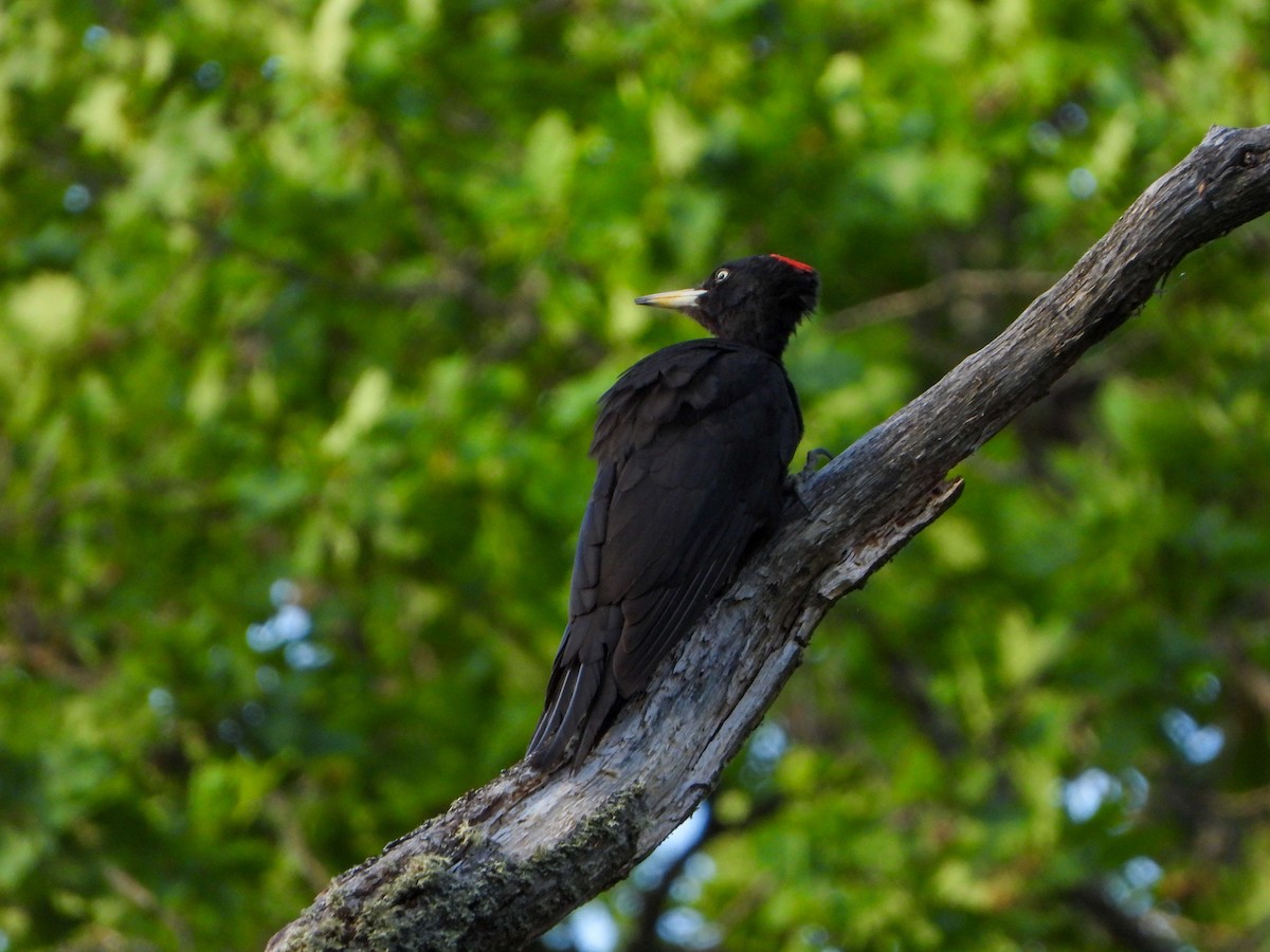 Black Woodpecker - ML620208219