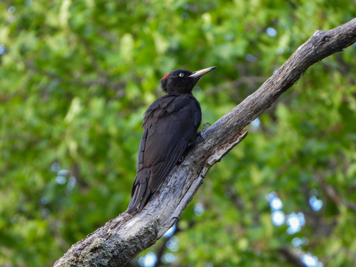Black Woodpecker - ML620208220