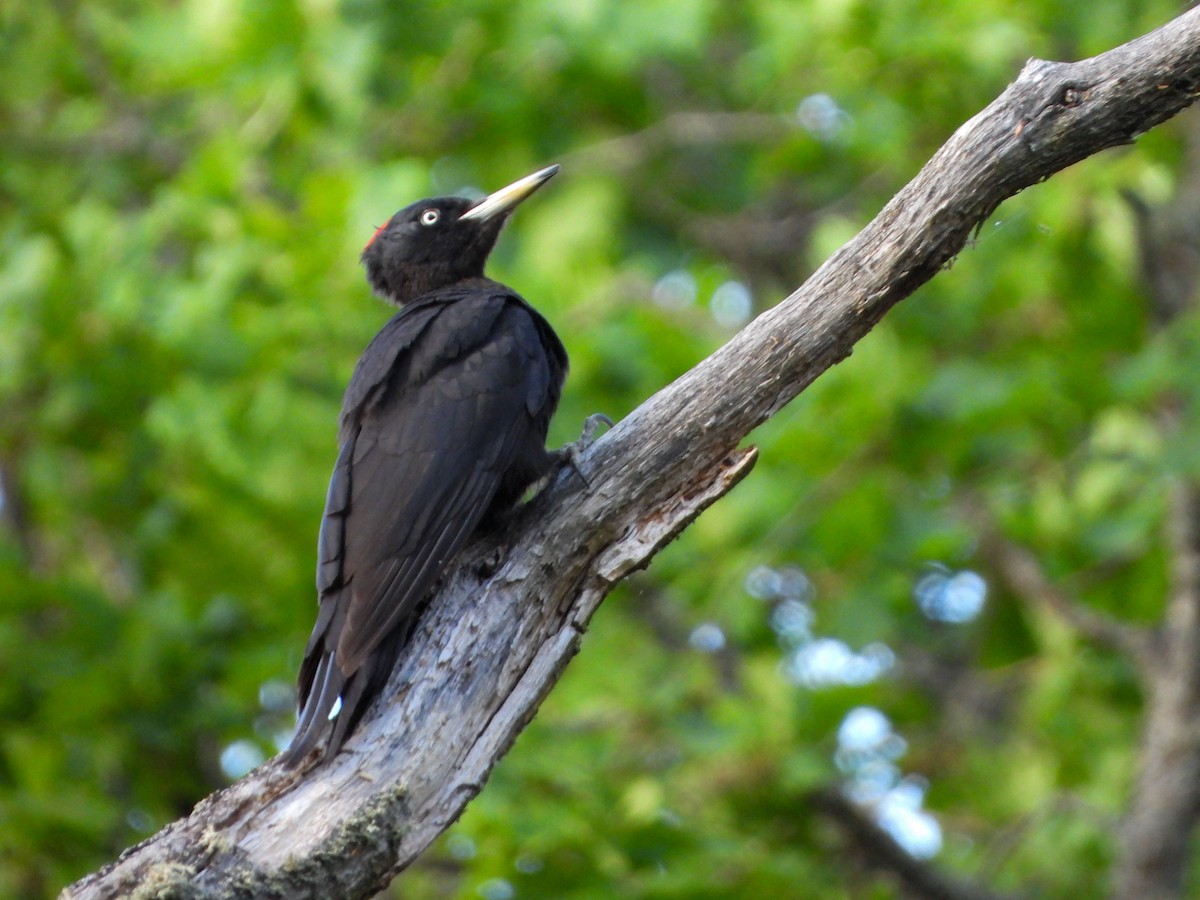 Black Woodpecker - ML620208222