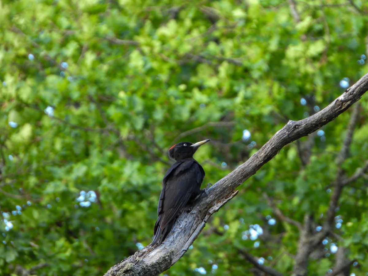 Black Woodpecker - ML620208223