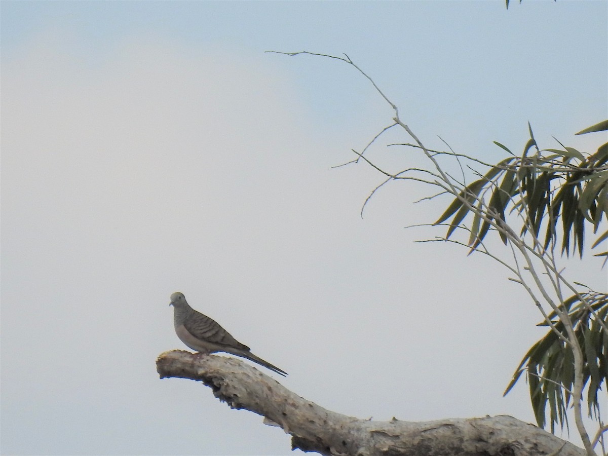 Peaceful Dove - ML620208227