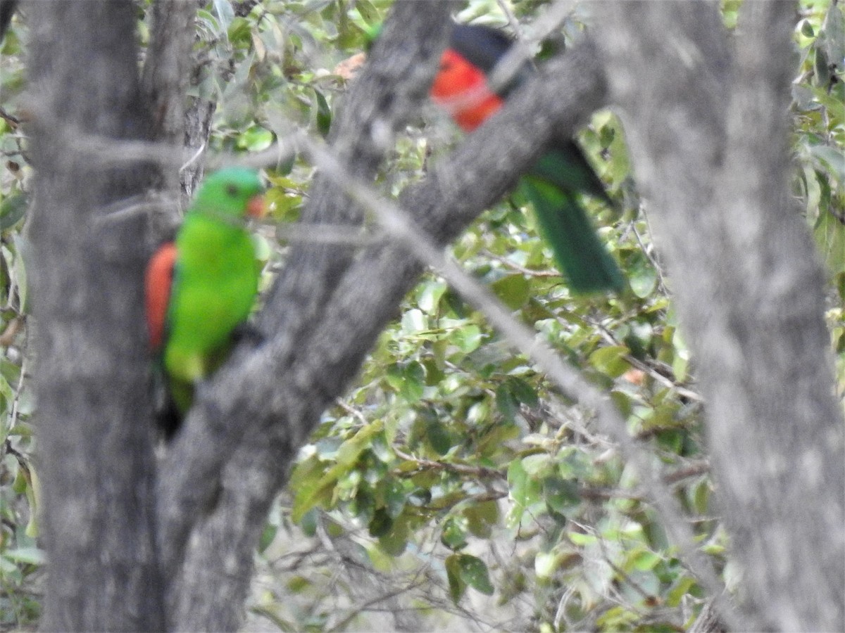 Red-winged Parrot - ML620208233