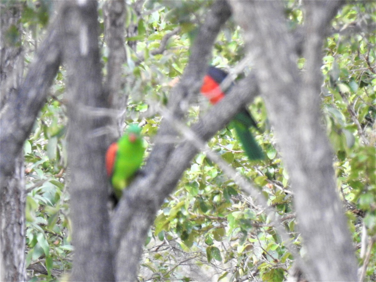 Red-winged Parrot - ML620208237