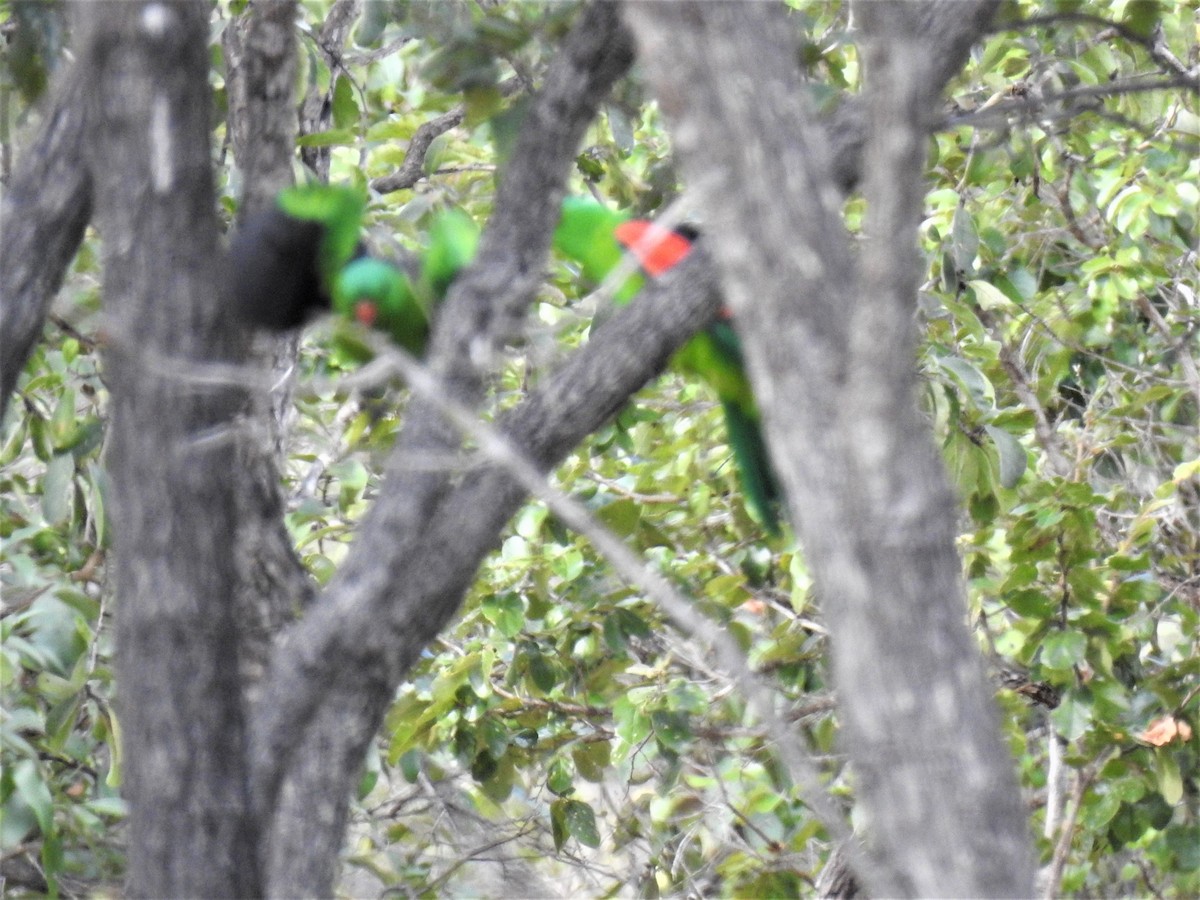 Red-winged Parrot - ML620208244