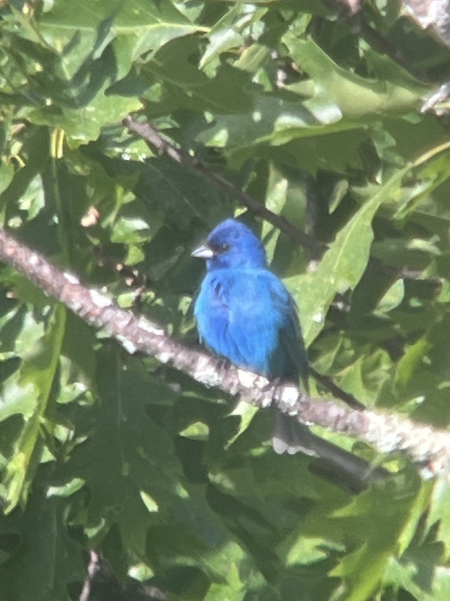 Indigo Bunting - ML620208249