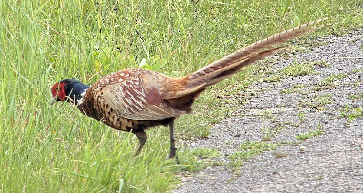 Ring-necked Pheasant - ML620208250