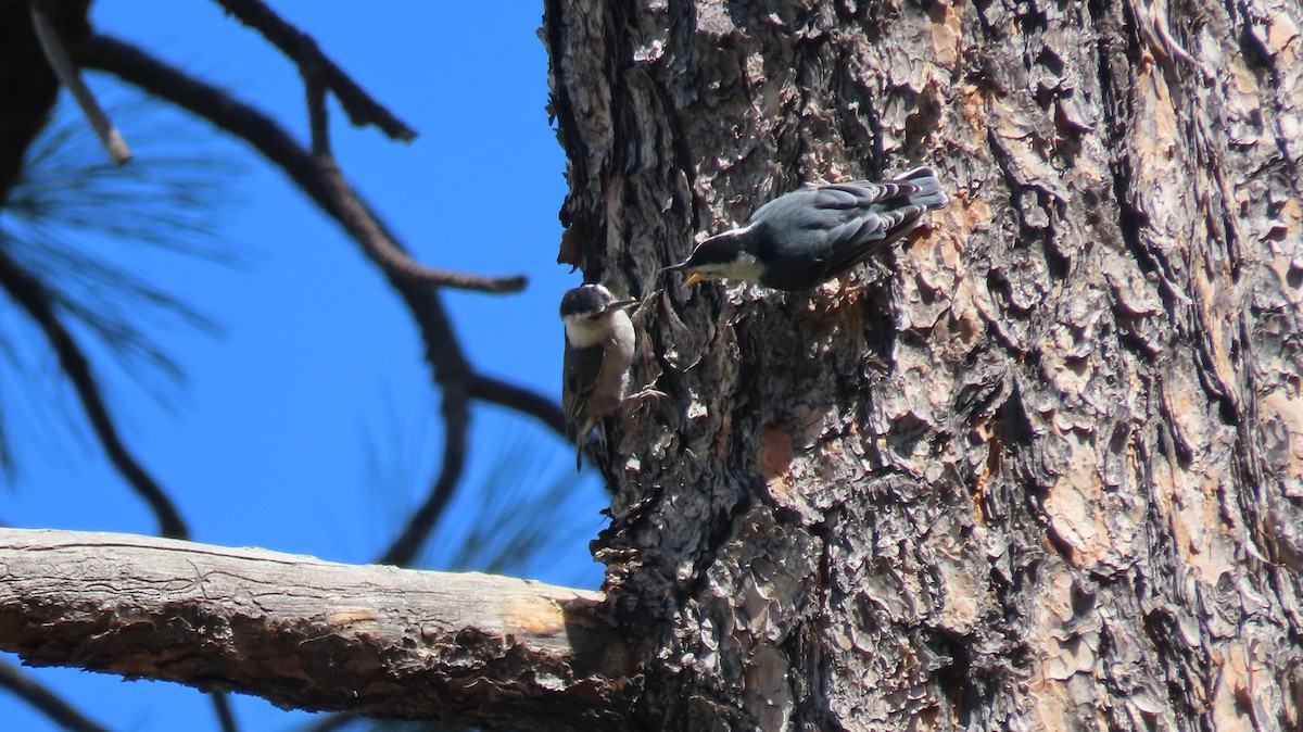 White-breasted Nuthatch (Interior West) - ML620208252