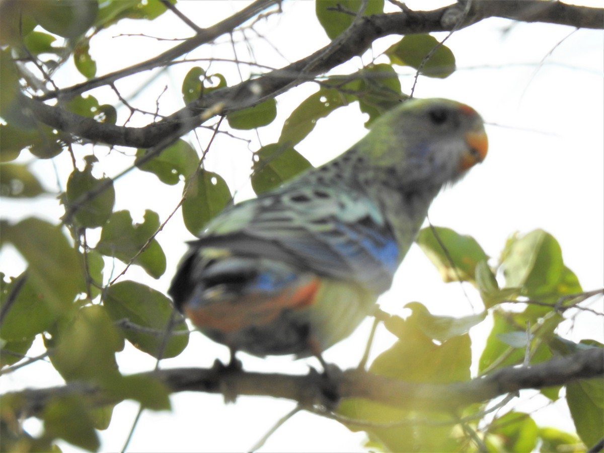 ホオアオサメクサインコ - ML620208253