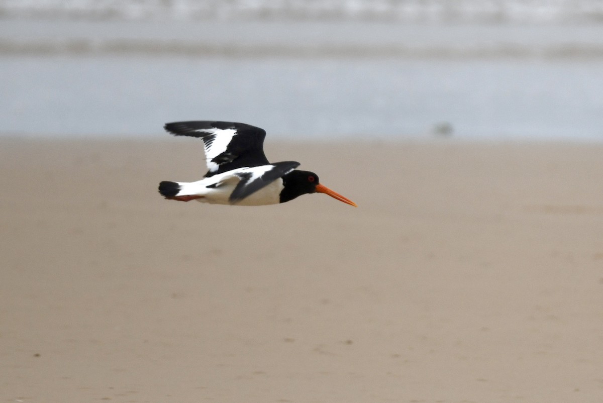 Eurasian Oystercatcher - ML620208260