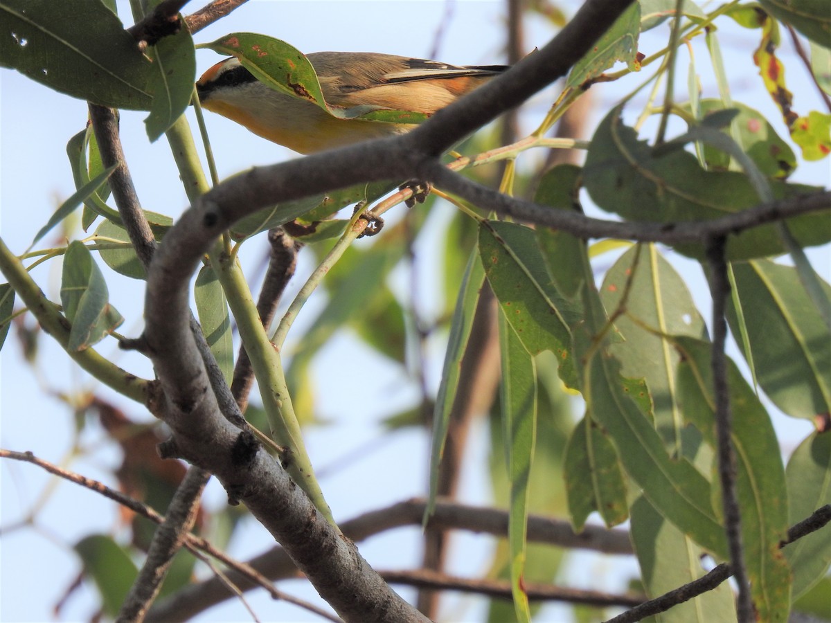 Striated Pardalote - ML620208265