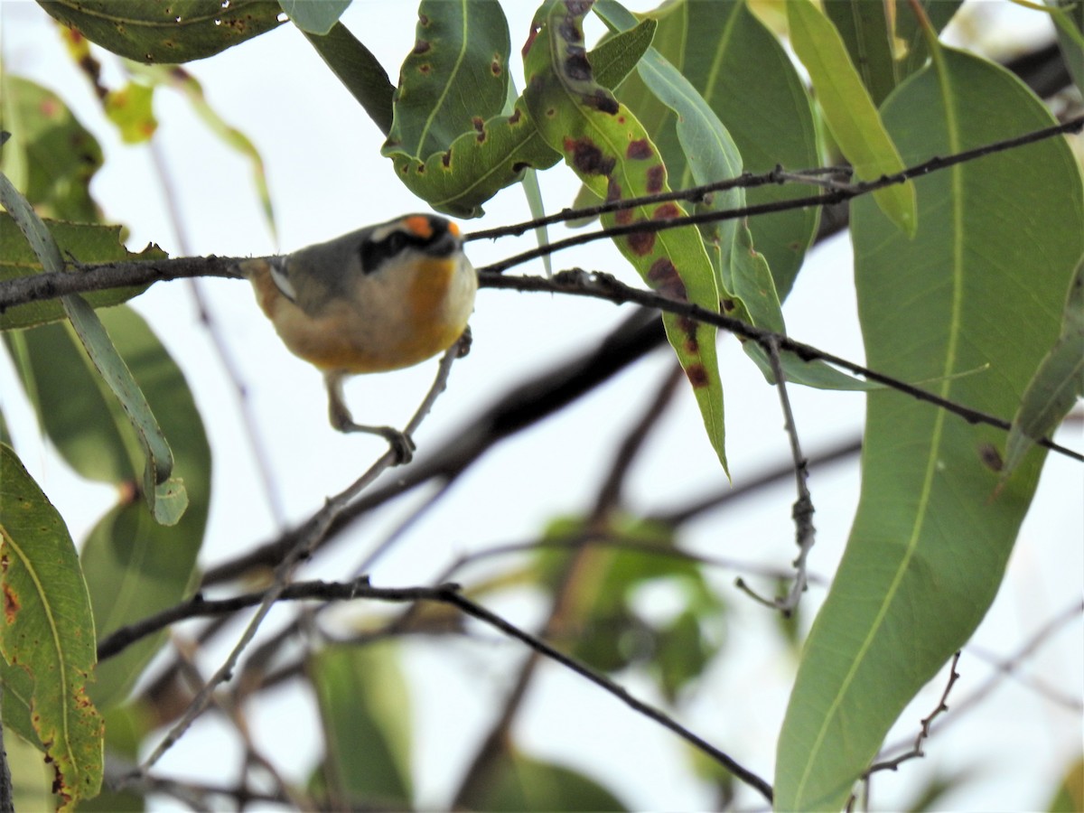 Striated Pardalote - ML620208266