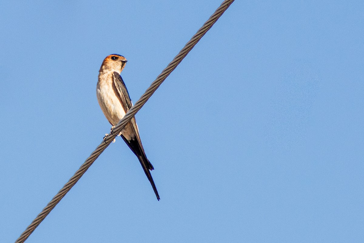 Red-rumped Swallow - ML620208269