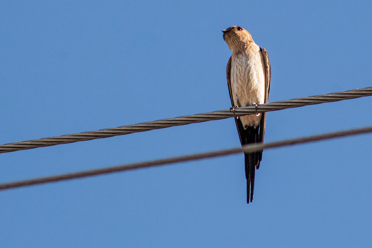 Red-rumped Swallow - ML620208270
