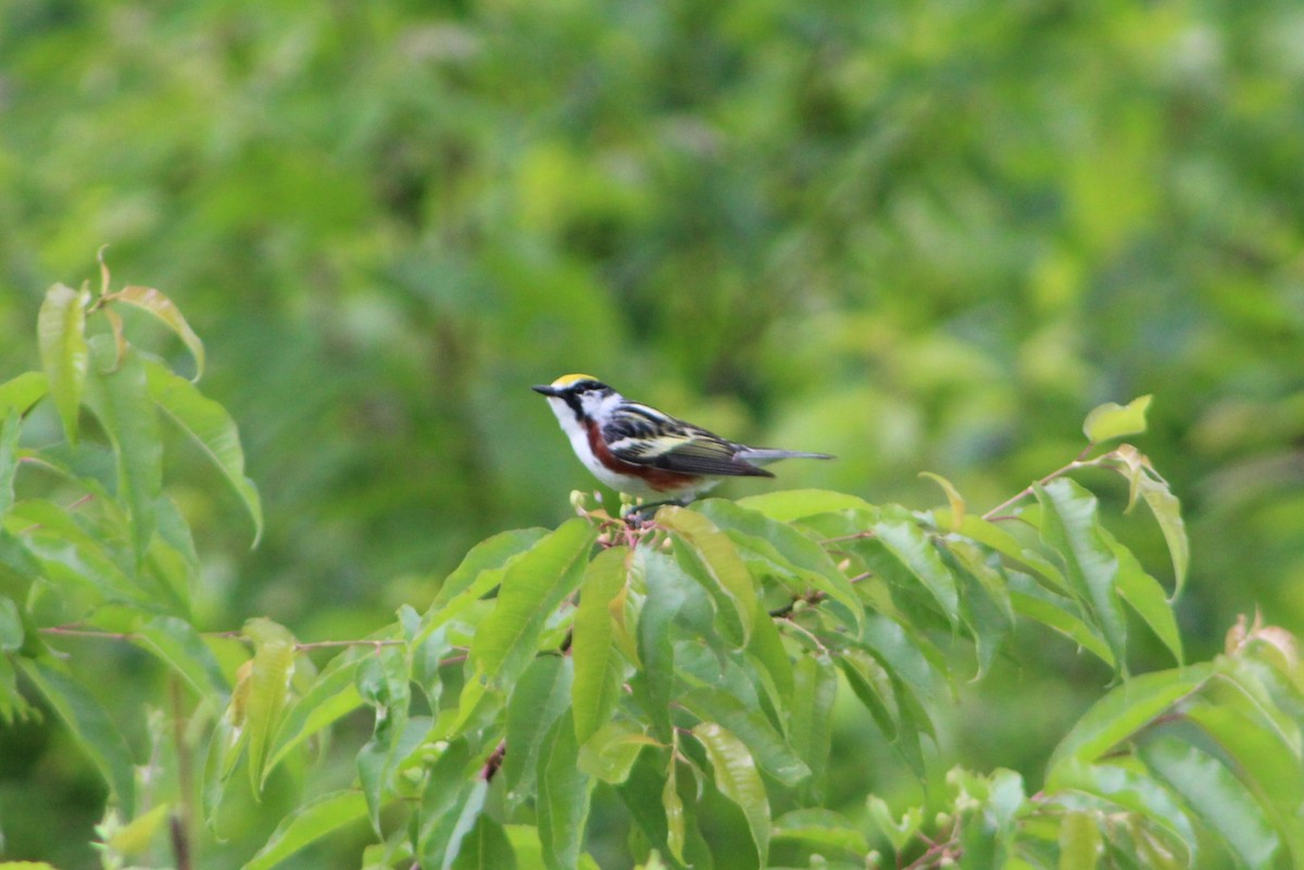 Chestnut-sided Warbler - ML620208277