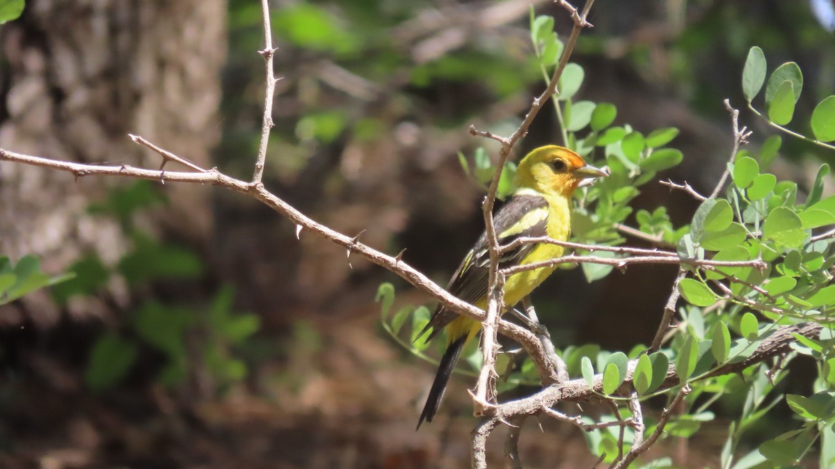 Western Tanager - ML620208292