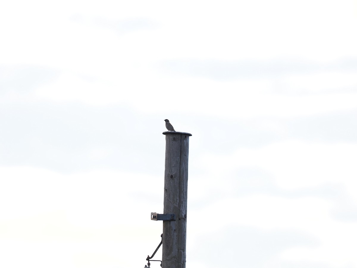Eurasian Tree Sparrow - ML620208301