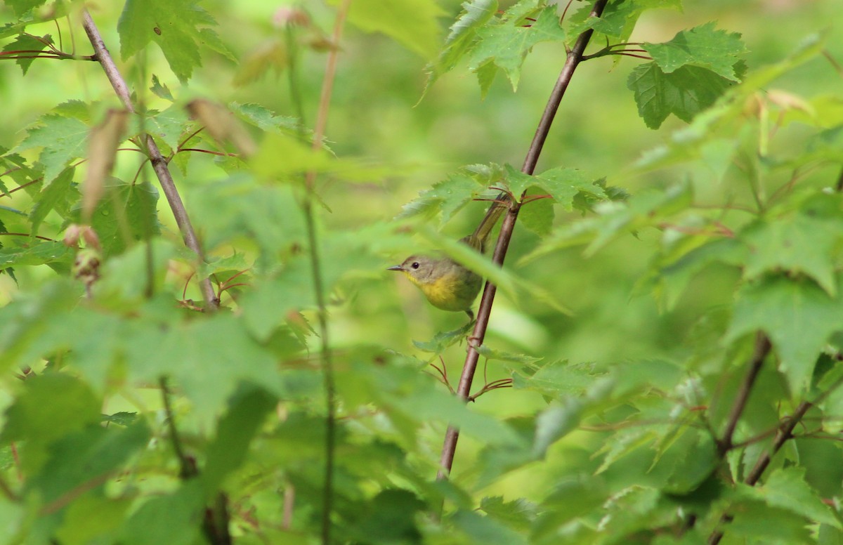 Common Yellowthroat - ML620208306