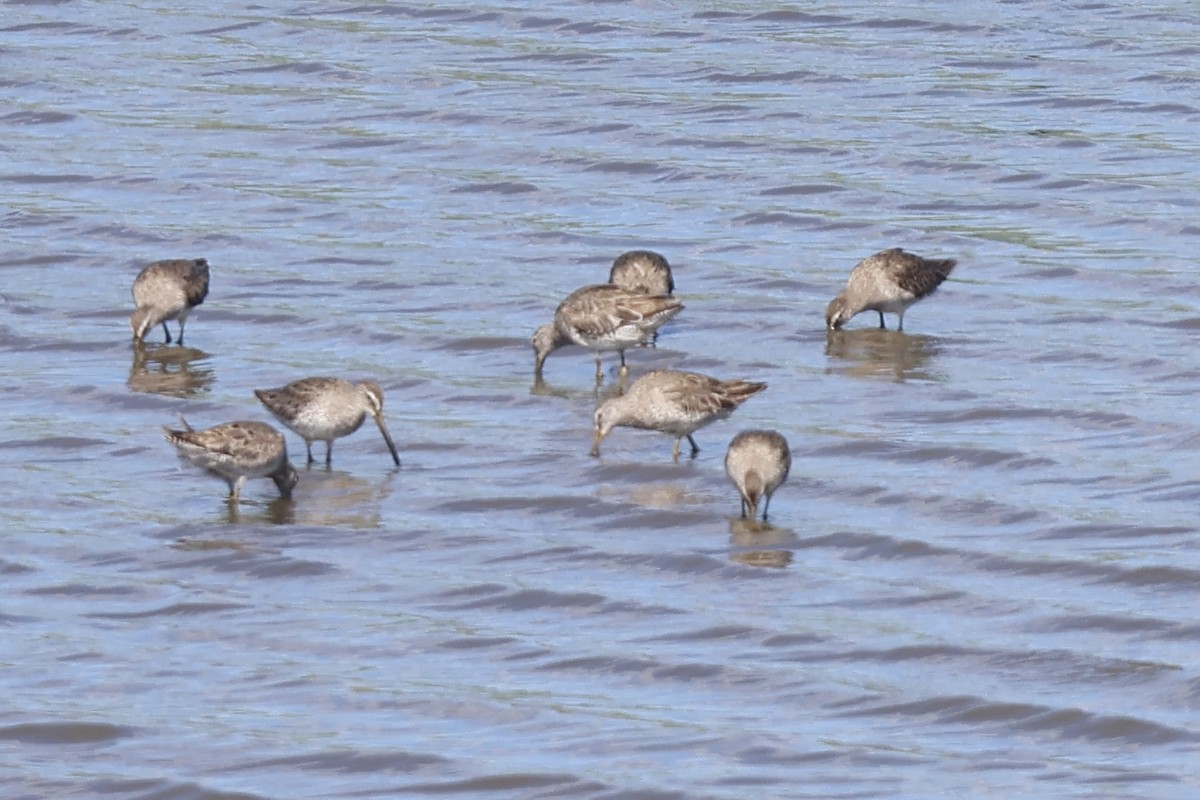 kortnebbekkasinsnipe - ML620208317