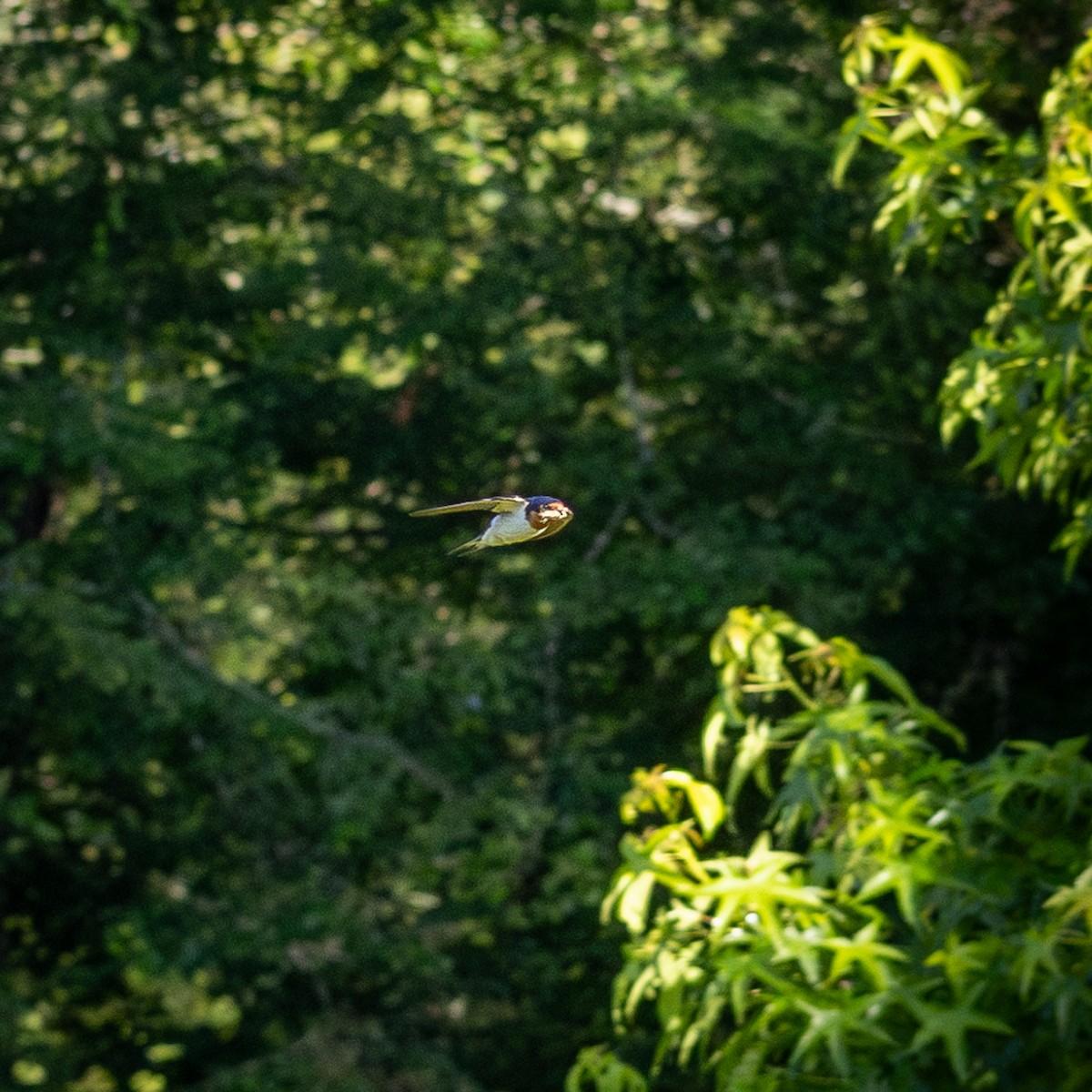 Barn Swallow - ML620208319