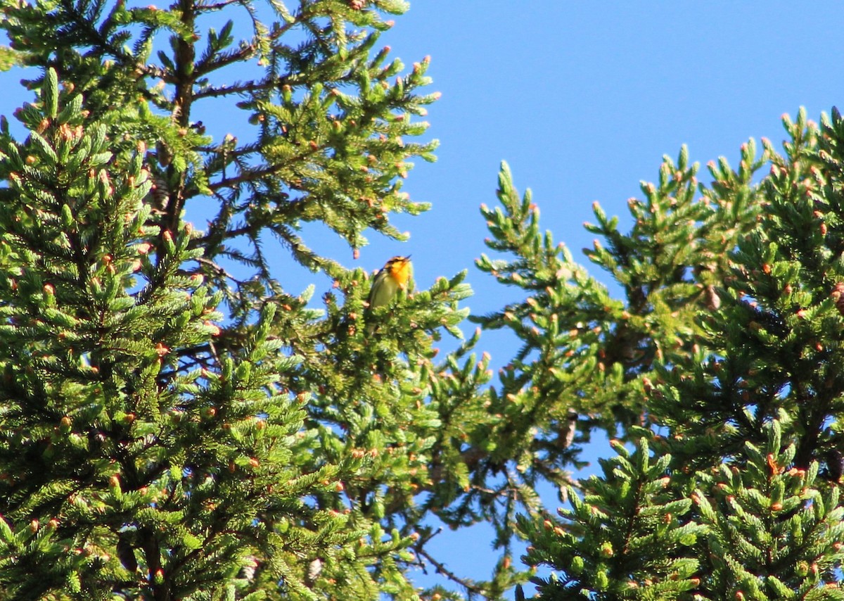 Blackburnian Warbler - ML620208342