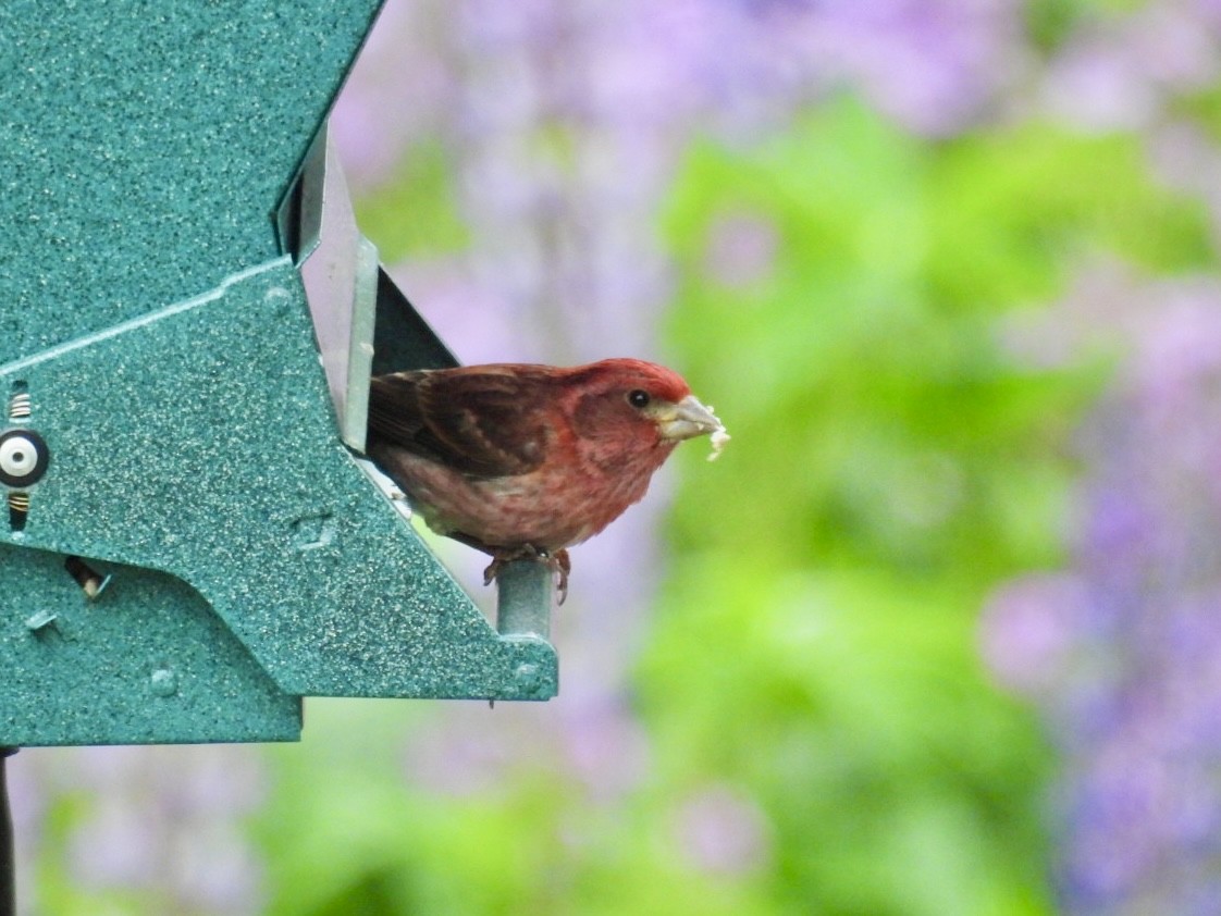 Purple Finch - ML620208343