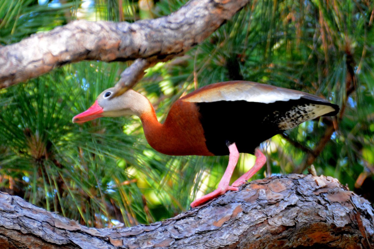 Black-bellied Whistling-Duck - ML620208346