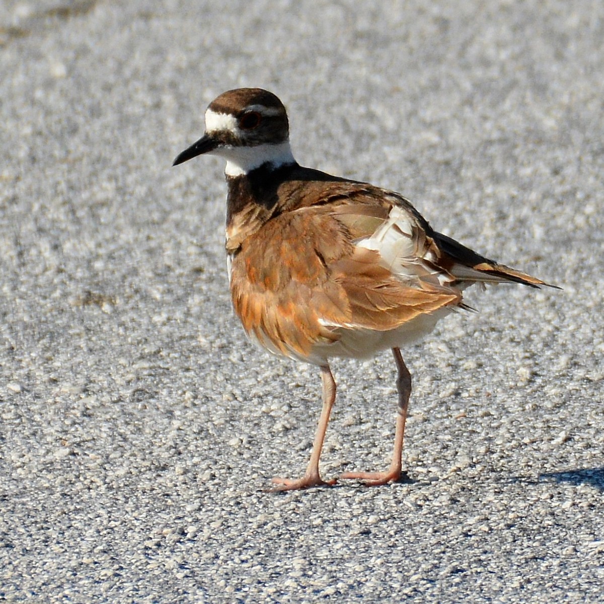 Killdeer - ML620208349