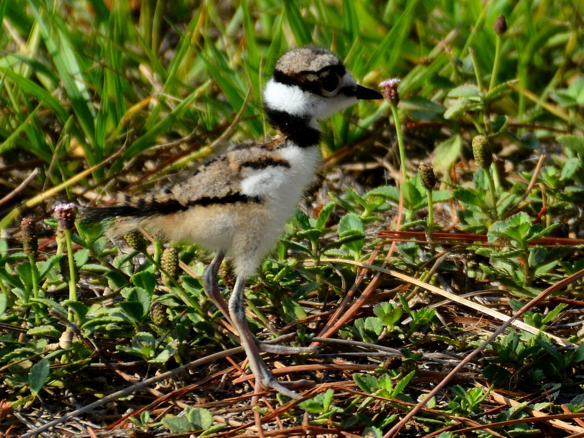 Killdeer - John Whitehead