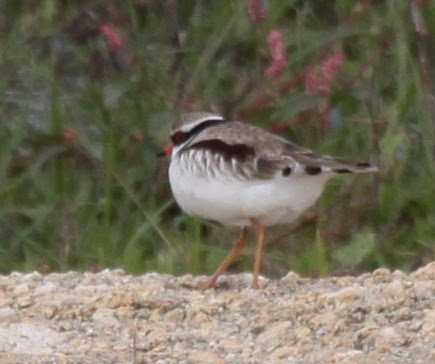 Black-fronted Dotterel - ML620208354