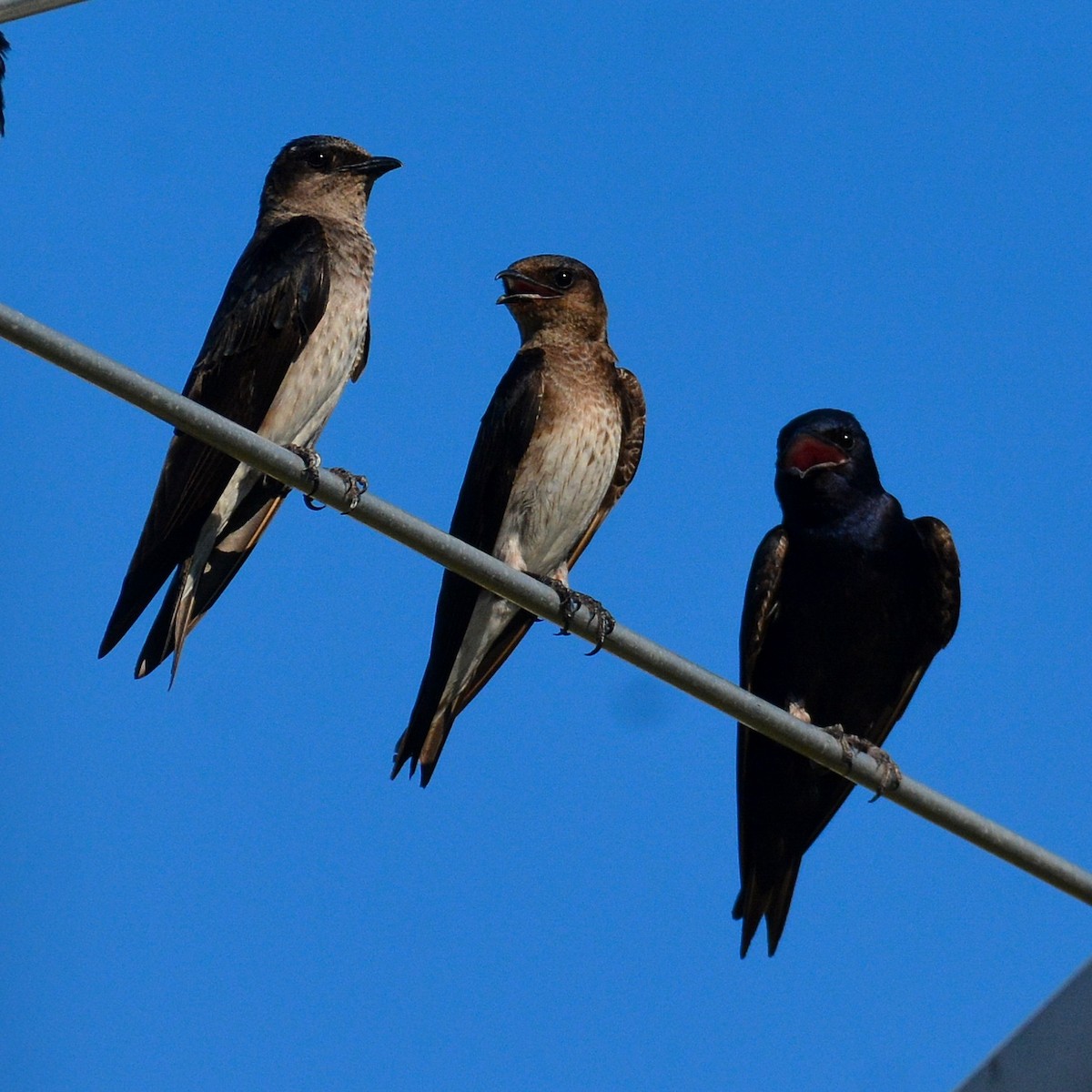 Purple Martin - ML620208369