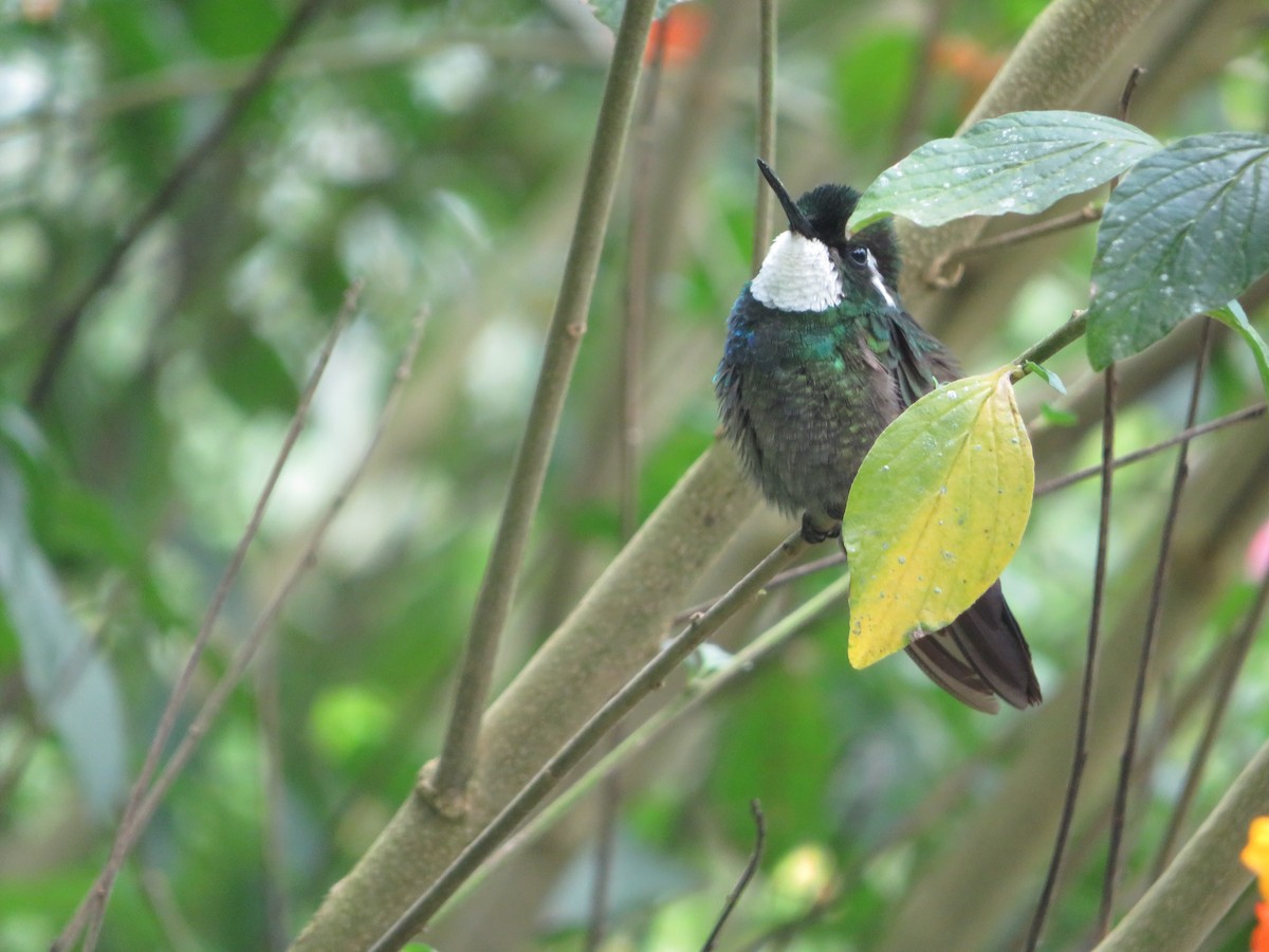 Colibrí Ventricastaño - ML620208370