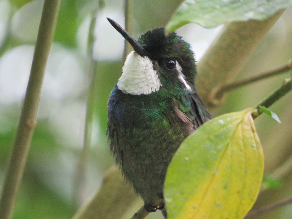 White-throated Mountain-gem - ML620208371