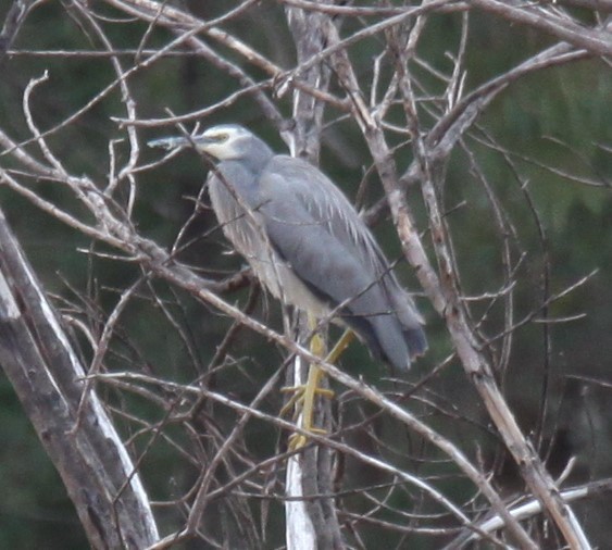 White-faced Heron - ML620208372