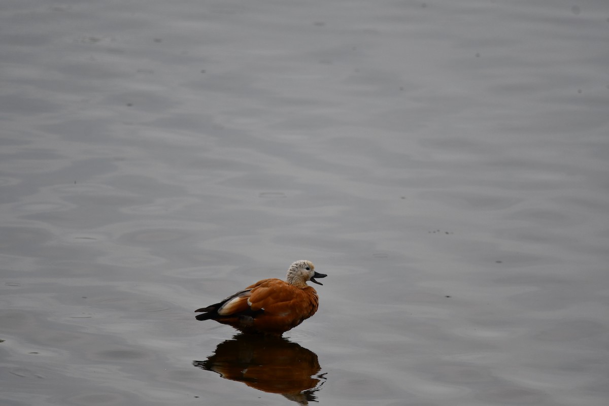Ruddy Shelduck - ML620208384