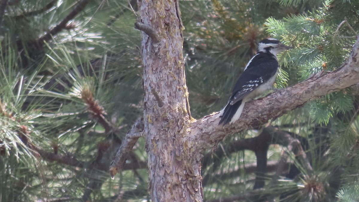 Hairy Woodpecker (Rocky Mts.) - ML620208389