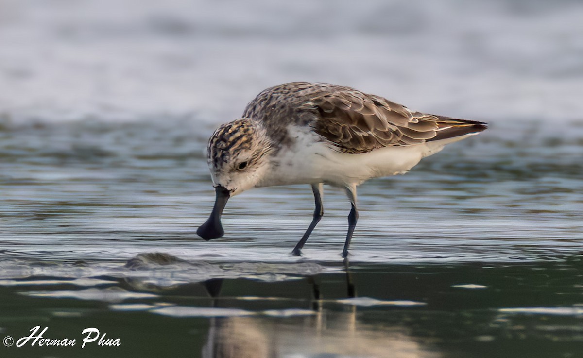 Spoon-billed Sandpiper - ML620208395