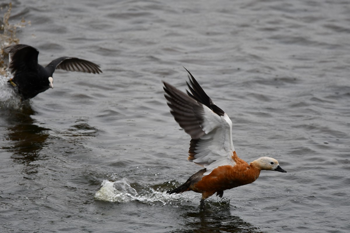Ruddy Shelduck - ML620208397