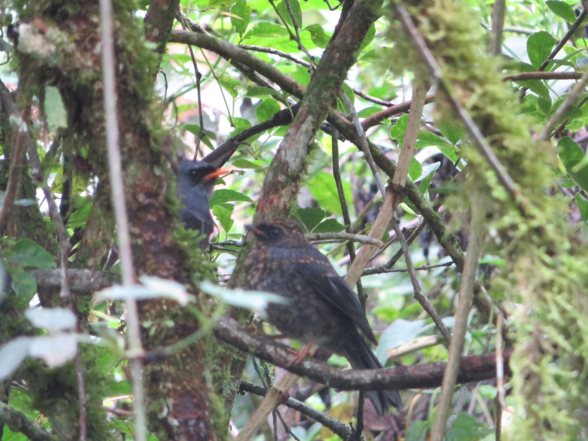 Black-faced Solitaire - ML620208398
