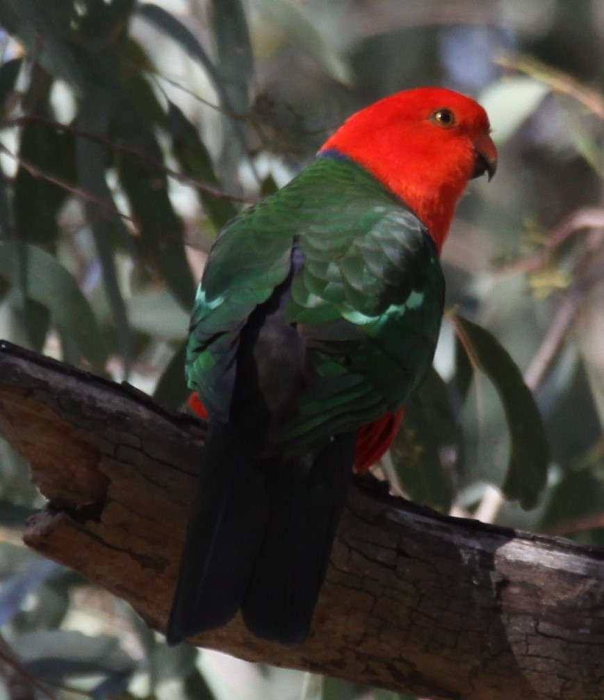 Avustralya Kral Papağanı - ML620208400