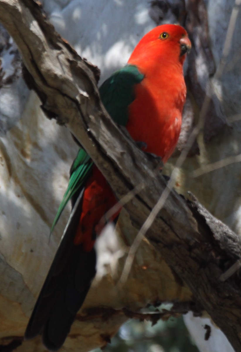 Australian King-Parrot - ML620208401