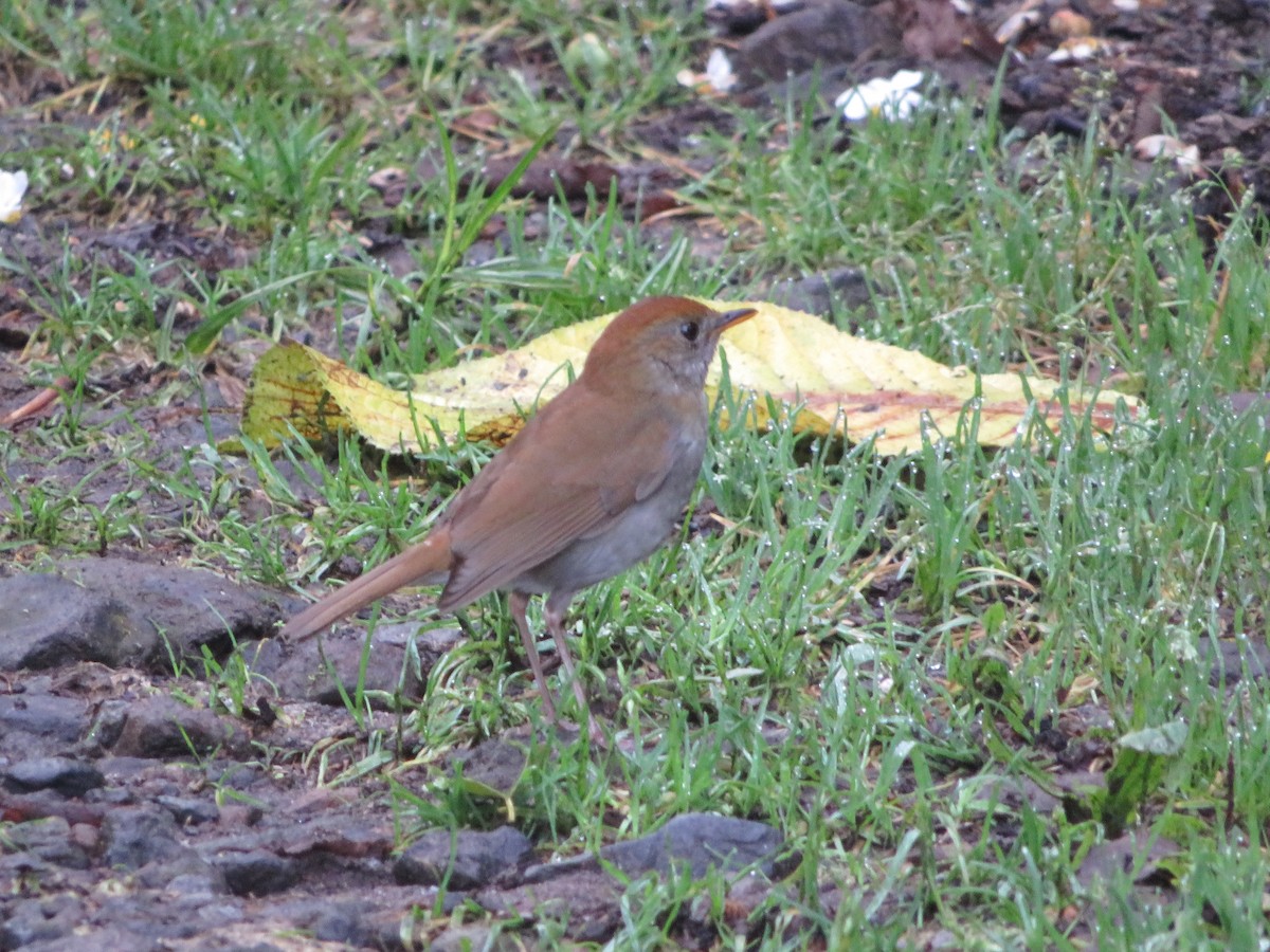 Grive à calotte rousse - ML620208406