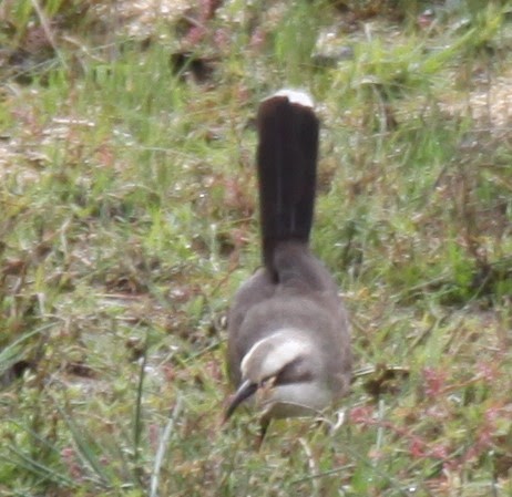 Gray-crowned Babbler - ML620208407